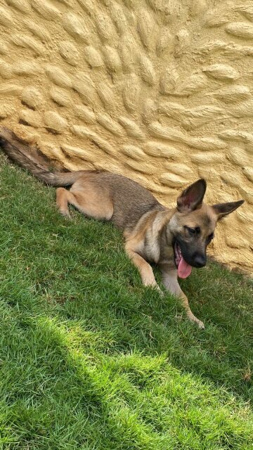 Belgian Malinois X Akita Shepherd