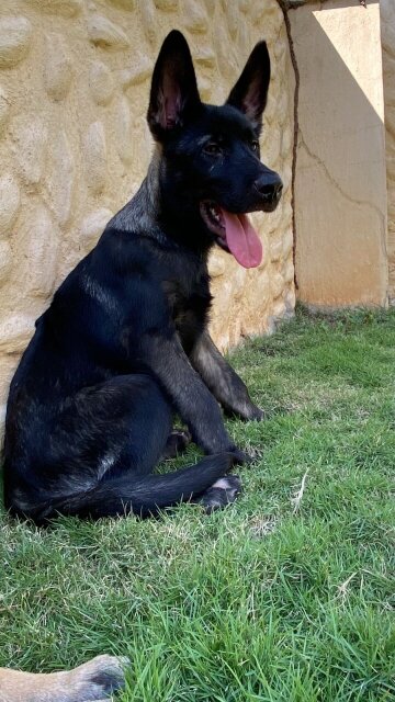 Belgian Malinois X Akita Shepherd