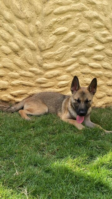 Belgian Malinois X Akita Shepherd