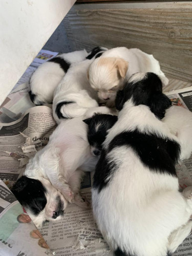 Shih Tzu/ Poodle Pups For Sale