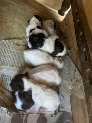 Shih Tzu/ Poodle Pups For Sale