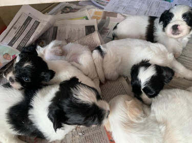 Shih Tzu/ Poodle Pups For Sale