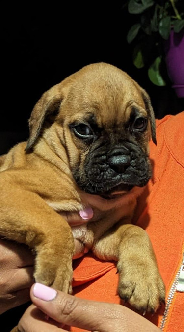 Bull Mastiff Pup