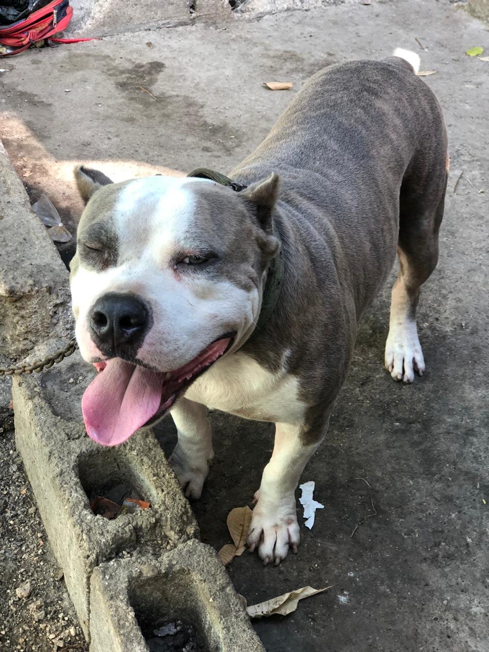 For Sale: Full Pit Bull - 31 St. John Road