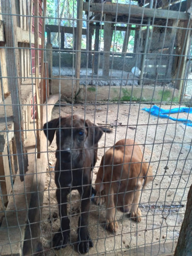 Big Mixed Breed Puppies 