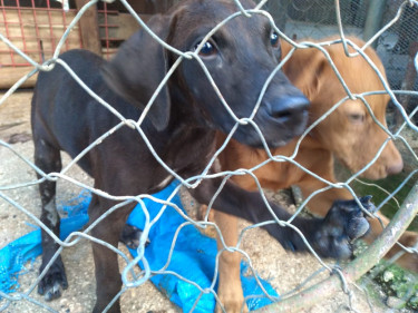 Big Mixed Breed Puppies 