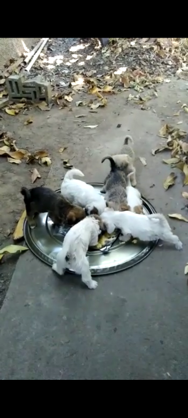 Mixed Shih Tzu Puppies 