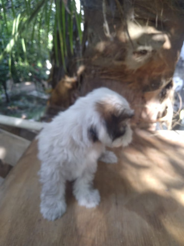 Mixed Shih Tzu Puppies 