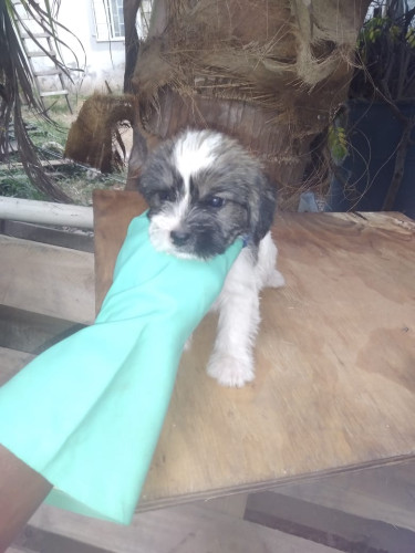 Mixed Shih Tzu Puppies 