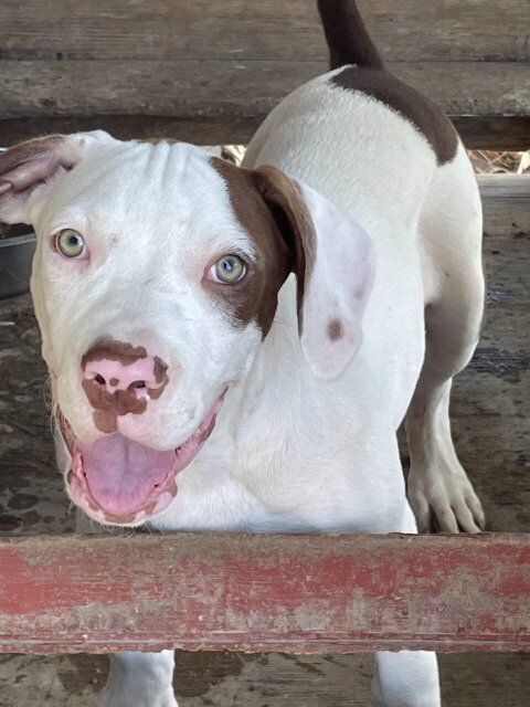 American XL Bully Male Pups