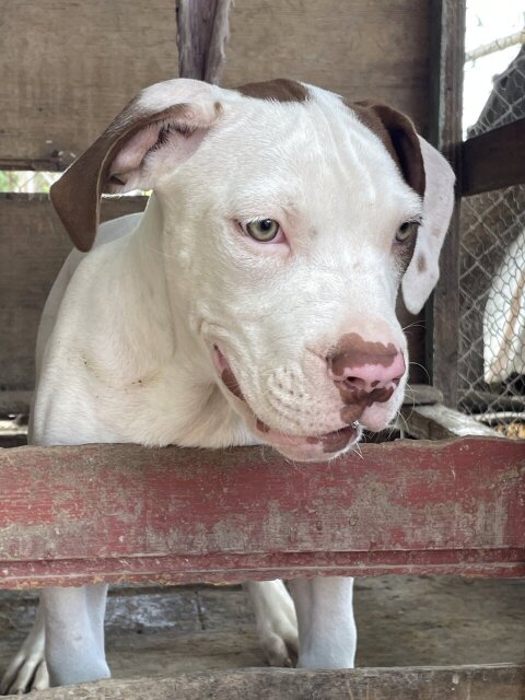 American XL Bully Male Pups