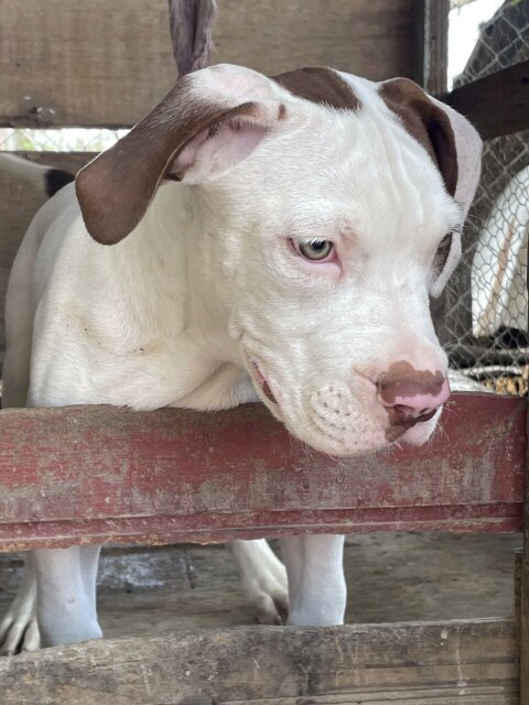 American XL Bully Male Pups