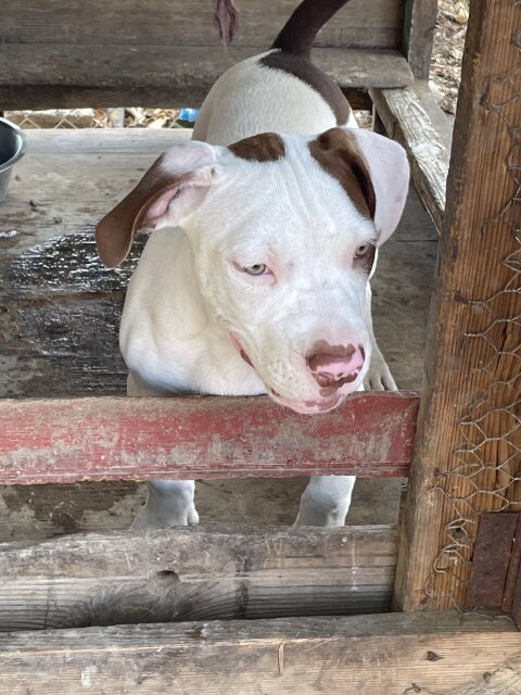 American XL Bully Male Pups