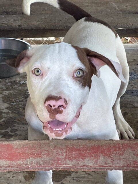 American XL Bully Male Pups