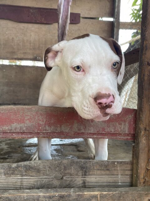 American XL Bully Male Pups