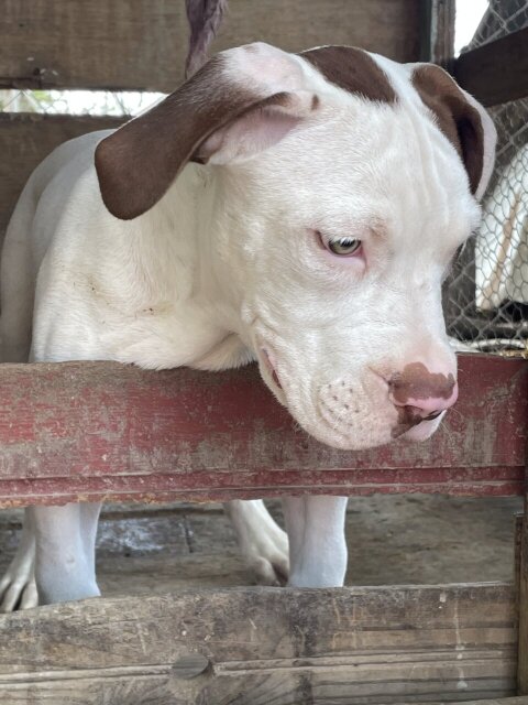 American XL Bully Male Pups