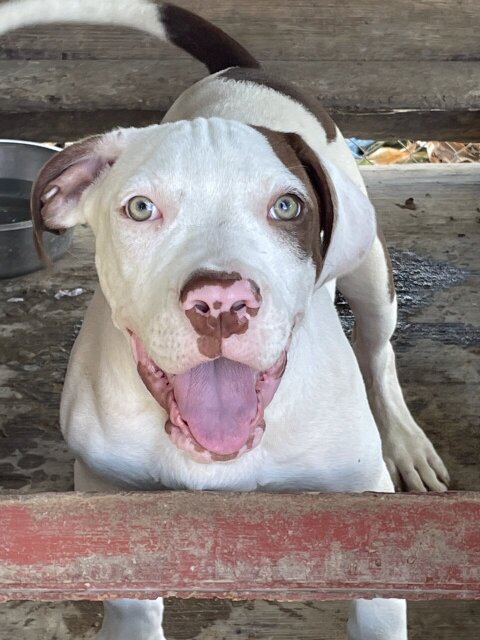 American XL Bully Male Pups