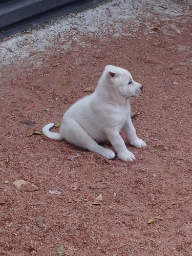 Japanese Akita Pups