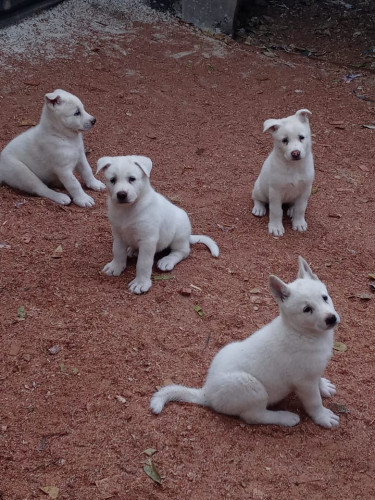 Japanese Akita Pups