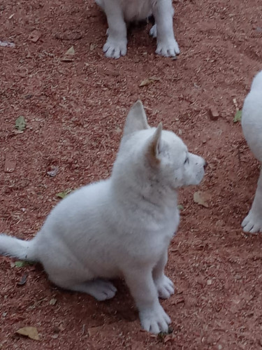 Japanese Akita Pups