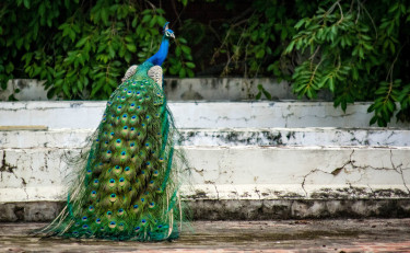 Peacocks For Sale In Jamaica 
