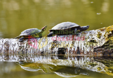 Slider Turtles 