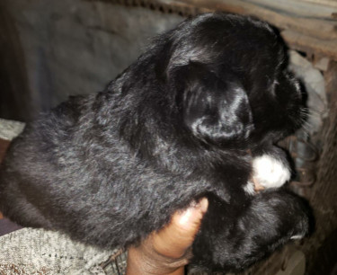 Shih Tzu Pupies Available 