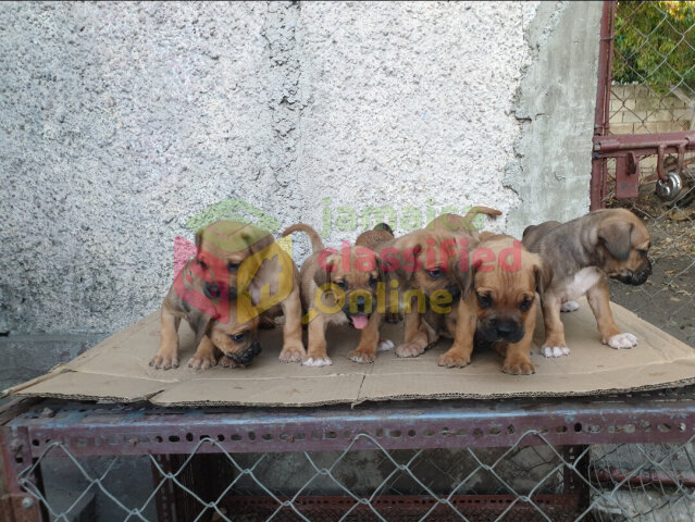 Brazillian Mastiff Puppies