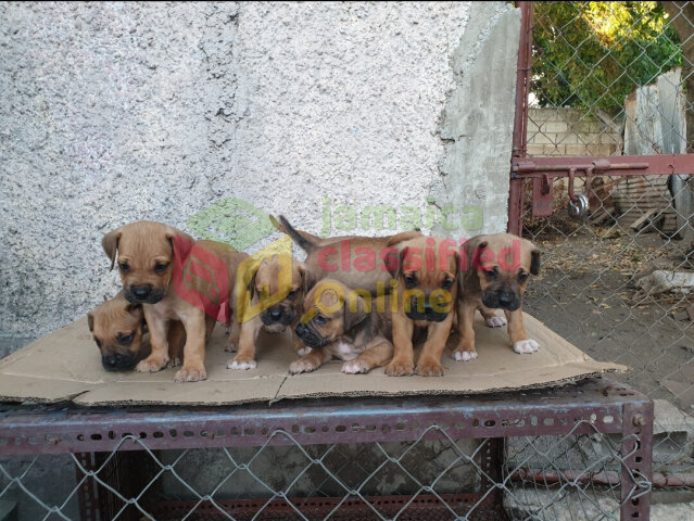 Brazillian Mastiff Puppies