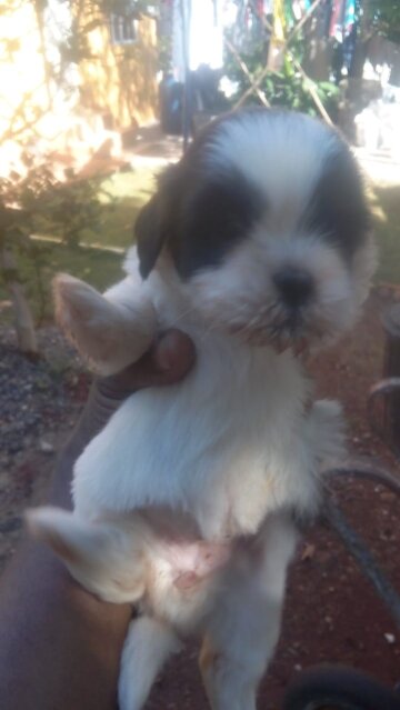 Good Tempered Puppies For Sale