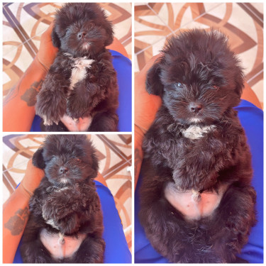 Male Shih Tzu Poodle 