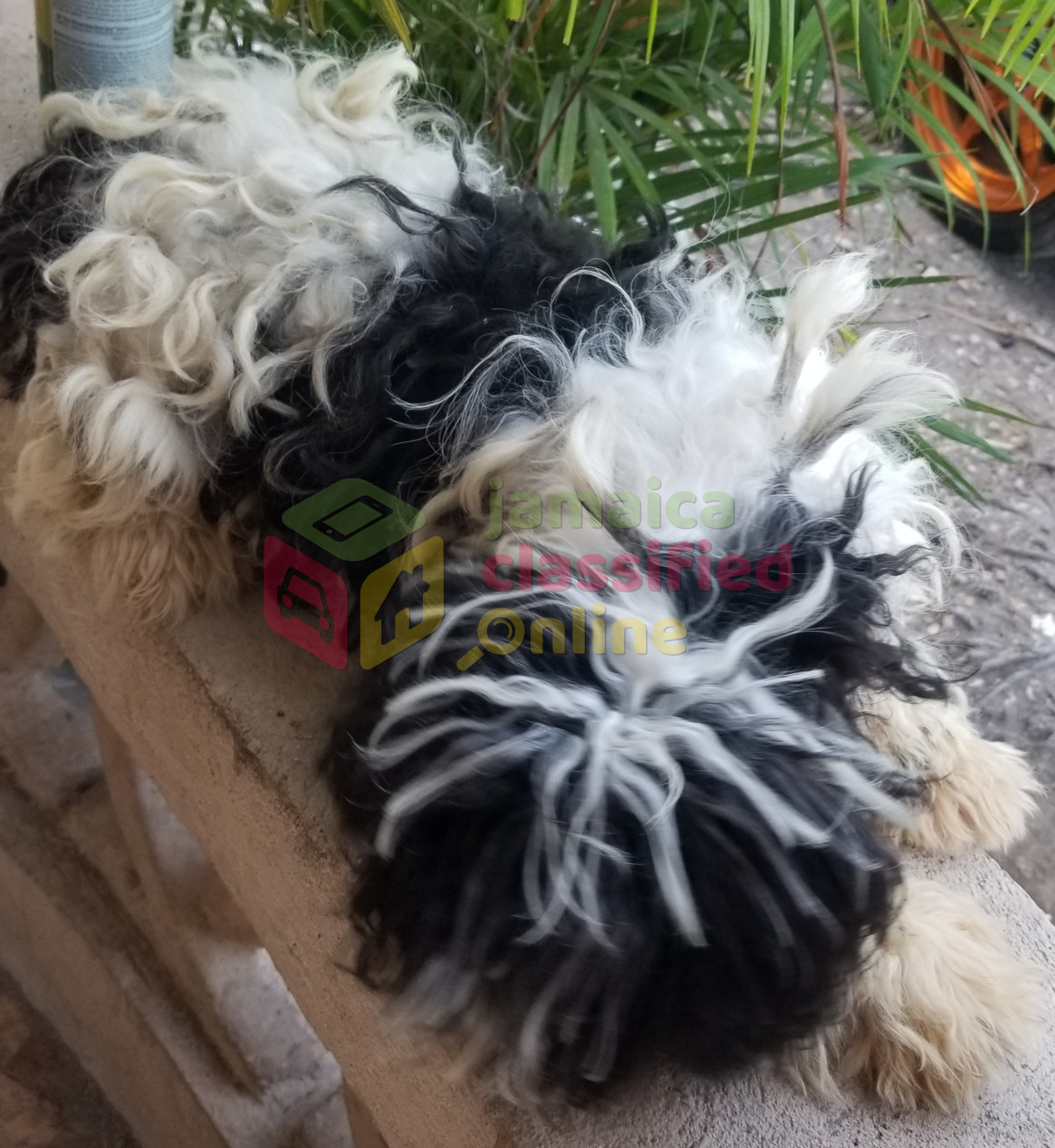 shih-tzu-for-sale-in-spanish-town-st-catherine-dogs