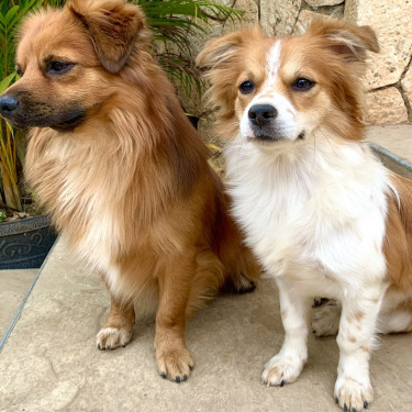 Chihuahua Pomeranian Mixed Puppies For Sale 