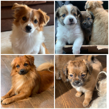 Chihuahua Pomeranian Mixed Puppies For Sale 