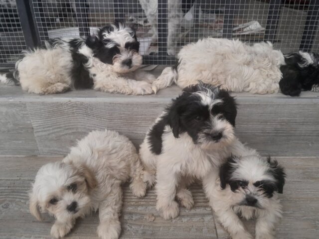 SHIH-POO PUPS AVAILABLE