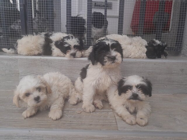 SHIH-POO PUPS AVAILABLE