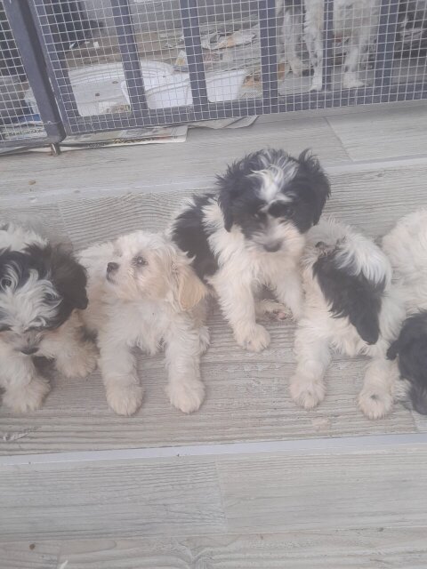 SHIH-POO PUPS AVAILABLE