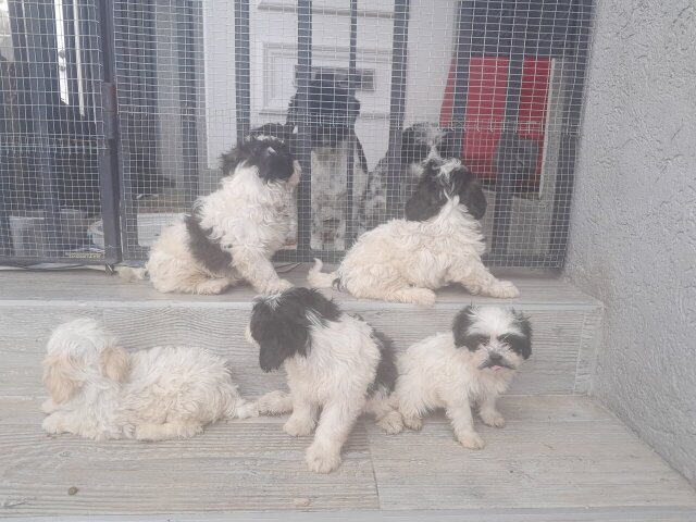 SHIH-POO PUPS AVAILABLE