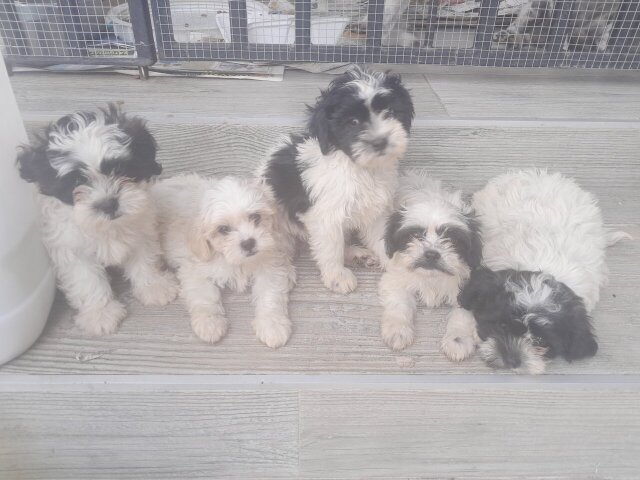 SHIH-POO PUPS AVAILABLE