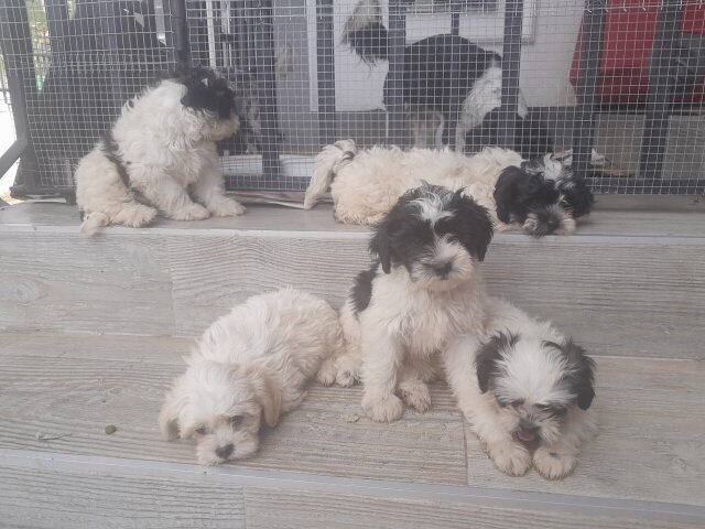 SHIH-POO PUPS AVAILABLE