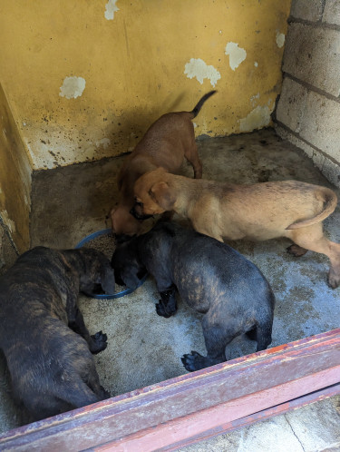Rotti X Mastiff Puppies 