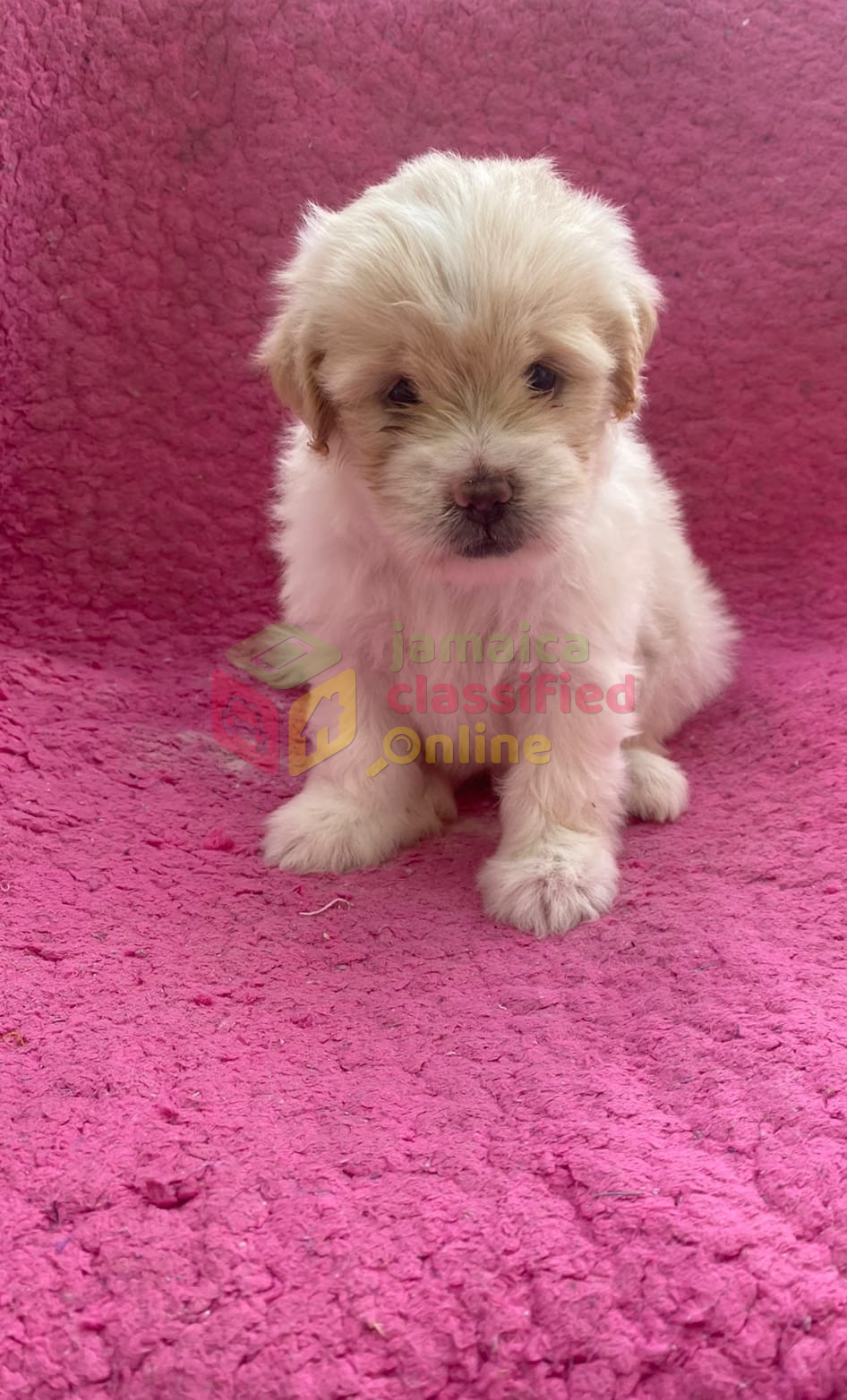 white-male-shihpoos-ready-on-the-10th-of-january-for-sale-in-delivery-available-st-catherine