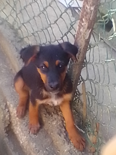 Mix German Puppies For Sale 