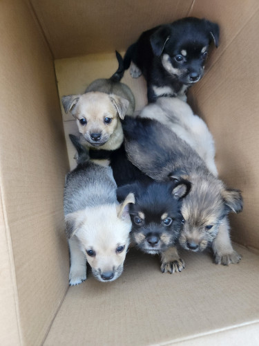 PomShih - Chihuahua Mix Puppies