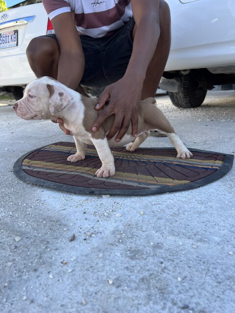 Americsn Bully Puppies 6weeks Old For Rehoming