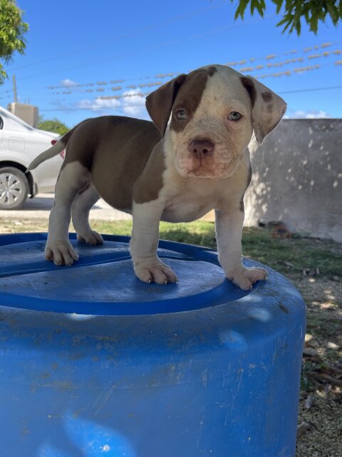 Americsn Bully Puppies 6weeks Old For Rehoming