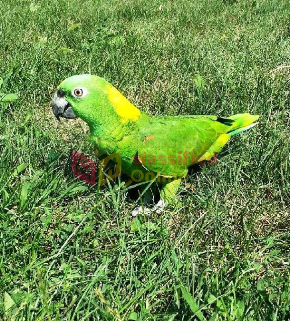 Amazon Parrot (yellow-napped)