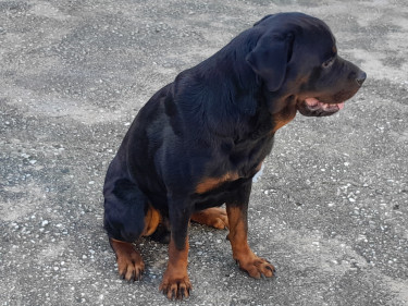 Male Rottweiler For Sale