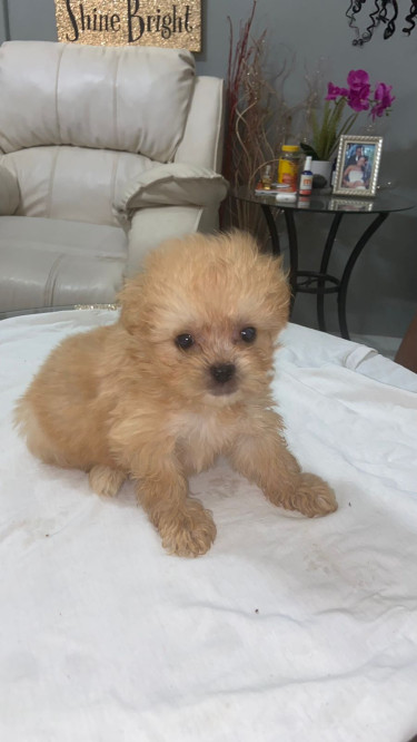 Female Shih Tzu