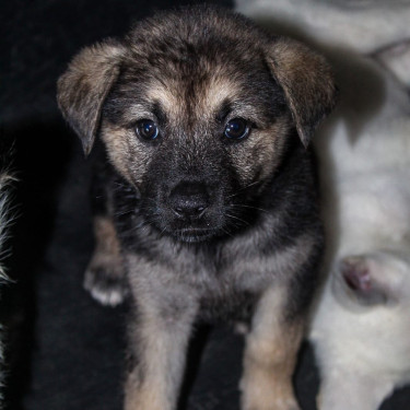 Female Akita X German Shepherd Pups